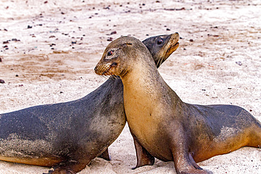 Young Galapagos sea lion bulls (Zalophus wollebaeki) mock-fighting in the Galapagos Islands, UNESCO World Heritage Site, Ecuador, South America