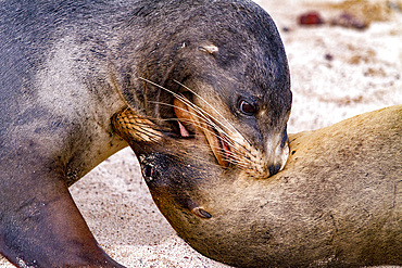 Young Galapagos sea lion bulls (Zalophus wollebaeki) mock-fighting in the Galapagos Islands, UNESCO World Heritage Site, Ecuador, South America