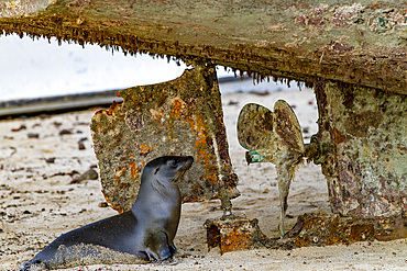 Galapagos sea lion (Zalophus wollebaeki) pup inspects a fishing boat on the beach on San Cristobal Island, Galapagos, UNESCO World Heritage Site, Ecuador, South America