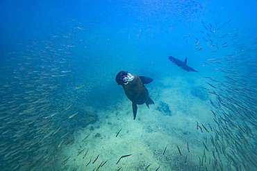 Galapagos sea lion pup (Zalophus wollebaeki) underwater with Galapagos penguin in the Galapagos Islands, Ecuador.