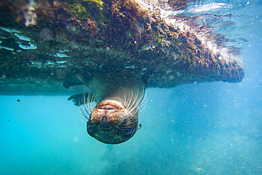 Young Galapagos sea lion (Zalophus wollebaeki) underwater in the Galapagos Island Archipelago, UNESCO World Heritage Site, Ecuador, South America