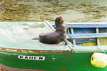 Galapagos sea lion (Zalophus wollebaeki) pup takes over a small fishing boat on Isabela Island, Galapagos Islands, Ecuador.