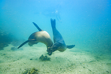 Young Galapagos sea lions (Zalophus wollebaeki) at play underwater in the Galapagos Island Archipelago, UNESCO World Heritage Site, Ecuador, South America