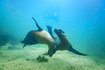 Young Galapagos sea lions (Zalophus wollebaeki) at play underwater in the Galapagos Island Archipelago, Ecuador.