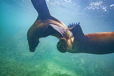 Young Galapagos sea lions (Zalophus wollebaeki) at play underwater in the Galapagos Island Archipelago, UNESCO World Heritage Site, Ecuador, South America