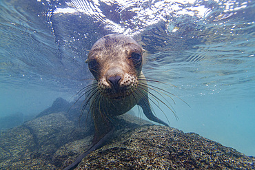 Young Galapagos sea lion (Zalophus wollebaeki) at play underwater in the Galapagos Island Archipelago, Ecuador.