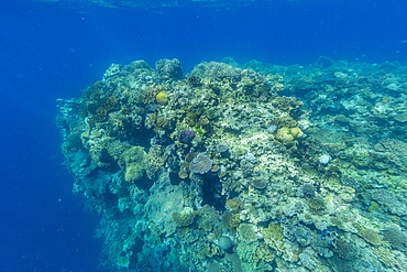 A myriad of hard and soft corals, as well as tropical reef fish on the healthy reef near Volivoli Resort on Viti Levu, Fiji.