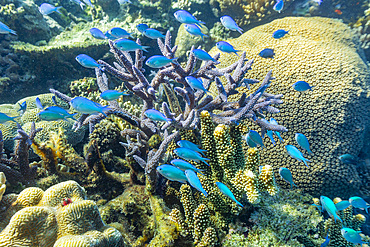 A myriad of hard and soft corals, as well as tropical reef fish on the healthy reef near Volivoli Resort on Viti Levu, Fiji.