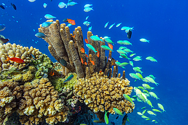 A myriad of hard and soft corals, as well as tropical reef fish on the healthy reef near Volivoli Resort on Viti Levu, Fiji.