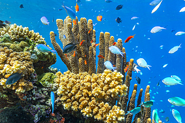 A myriad of hard and soft corals, as well as tropical reef fish on the healthy reef near Volivoli Resort on Viti Levu, Fiji, South Pacific, Pacific