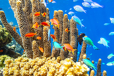 A myriad of hard and soft corals, as well as tropical reef fish on the healthy reef near Volivoli Resort on Viti Levu, Fiji.