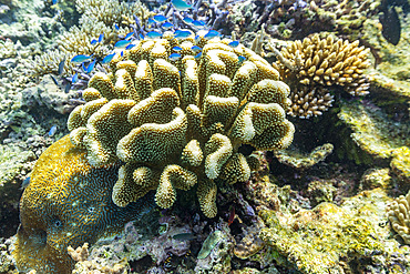 A myriad of hard and soft corals, as well as tropical reef fish on the healthy reef near Volivoli Resort on Viti Levu, Fiji.