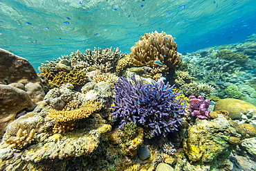 A myriad of hard and soft corals, as well as tropical reef fish on the healthy reef near Volivoli Resort on Viti Levu, Fiji.