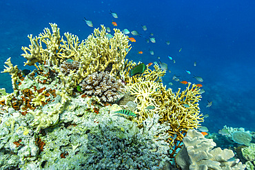 A myriad of hard and soft corals, as well as tropical reef fish on the healthy reef near Volivoli Resort on Viti Levu, Fiji.