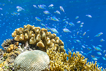 A myriad of hard and soft corals, as well as tropical reef fish on the healthy reef near Volivoli Resort on Viti Levu, Fiji.