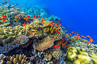 A myriad of hard and soft corals, as well as tropical reef fish at Vatu-I-Ra Conservation Park on Viti Levu, Fiji.