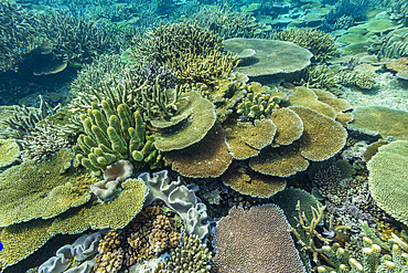 A myriad of hard and soft corals, as well as tropical reef fish at Vatu-I-Ra Conservation Park on Viti Levu, Fiji.