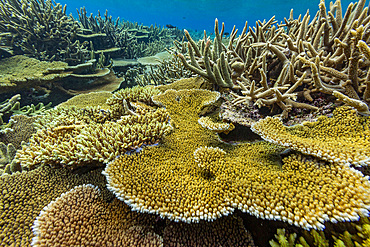 A myriad of hard and soft corals, as well as tropical reef fish at Vatu-I-Ra Conservation Park on Viti Levu, Fiji.