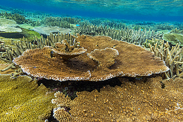 A myriad of hard and soft corals, as well as tropical reef fish at Vatu-I-Ra Conservation Park on Viti Levu, Fiji.