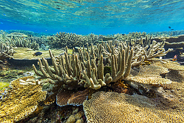 A myriad of hard and soft corals, as well as tropical reef fish at Vatu-I-Ra Conservation Park on Viti Levu, Fiji.