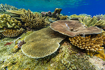 A myriad of hard and soft corals, as well as tropical reef fish at Vatu-I-Ra Conservation Park on Viti Levu, Fiji, South Pacific, Pacific