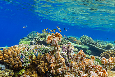 A myriad of hard and soft corals, as well as tropical reef fish at Vatu-I-Ra Conservation Park on Viti Levu, Fiji.