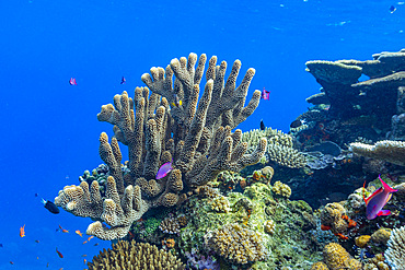 A myriad of hard and soft corals, as well as tropical reef fish at Vatu-I-Ra Conservation Park on Viti Levu, Fiji.