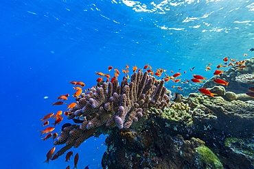 A myriad of hard and soft corals, as well as tropical reef fish at Vatu-I-Ra Conservation Park on Viti Levu, Fiji.