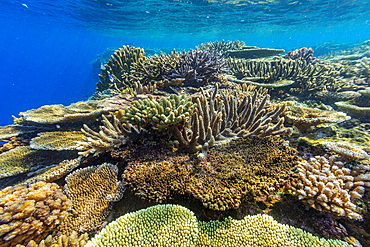 A myriad of hard and soft corals, as well as tropical reef fish at Vatu-I-Ra Conservation Park on Viti Levu, Fiji.