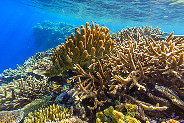 A myriad of hard and soft corals, as well as tropical reef fish at Vatu-I-Ra Conservation Park on Viti Levu, Fiji, South Pacific, Pacific