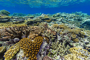 A myriad of hard and soft corals at Vatu-I-Ra Conservation Park on Viti Levu, Fiji, South Pacific, Pacific