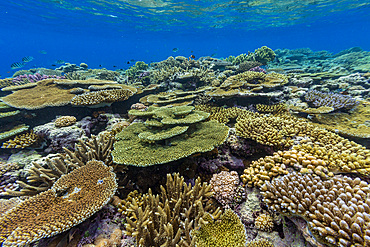 A myriad of hard and soft corals, as well as tropical reef fish at Vatu-I-Ra Conservation Park on Viti Levu, Fiji.