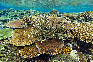 A myriad of hard and soft corals, as well as tropical reef fish at Vatu-I-Ra Conservation Park on Viti Levu, Fiji.