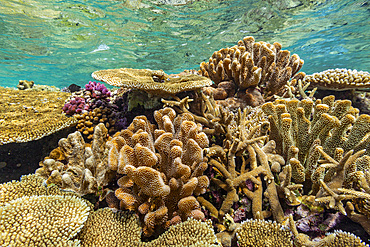 A myriad of hard and soft corals, as well as tropical reef fish at Vatu-I-Ra Conservation Park on Viti Levu, Fiji.