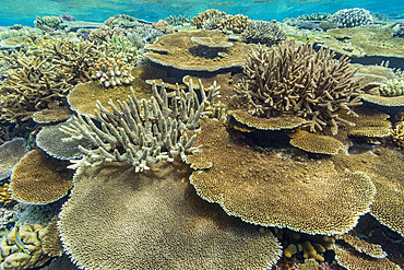 A myriad of hard and soft corals, as well as tropical reef fish at Vatu-I-Ra Conservation Park on Viti Levu, Fiji.