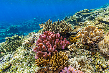 A myriad of hard and soft corals, as well as tropical reef fish at Vatu-I-Ra Conservation Park on Viti Levu, Fiji.