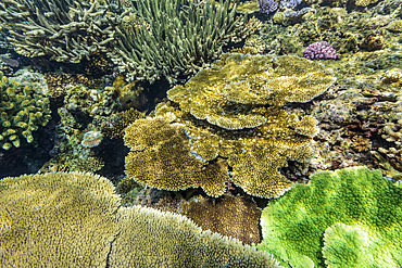 A myriad of hard and soft corals, as well as tropical reef fish at Vatu-I-Ra Conservation Park on Viti Levu, Fiji.