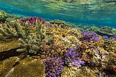 A myriad of hard and soft corals, as well as tropical reef fish at Vatu-I-Ra Conservation Park on Viti Levu, Fiji.