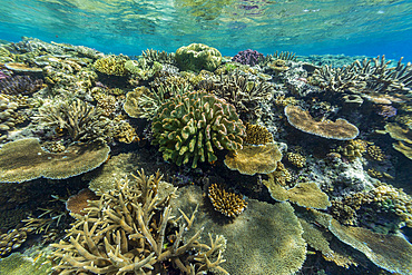 A myriad of hard and soft corals, as well as tropical reef fish at Vatu-I-Ra Conservation Park on Viti Levu, Fiji.