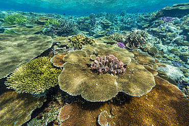 A myriad of hard and soft corals, as well as tropical reef fish at Vatu-I-Ra Conservation Park on Viti Levu, Fiji.