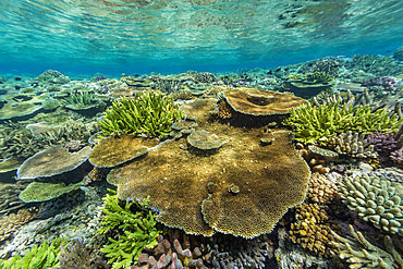 A myriad of hard and soft corals, as well as tropical reef fish at Vatu-I-Ra Conservation Park on Viti Levu, Fiji.