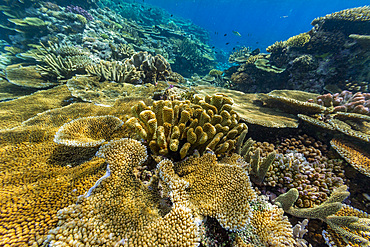 A myriad of hard and soft corals, as well as tropical reef fish at Vatu-I-Ra Conservation Park on Viti Levu, Fiji.