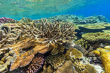 A myriad of hard and soft corals, as well as tropical reef fish at Vatu-I-Ra Conservation Park on Viti Levu, Fiji.