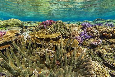 A myriad of hard and soft corals at Vatu-I-Ra Conservation Park on Viti Levu, Fiji, South Pacific, Pacific