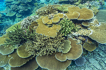 A myriad of hard and soft corals, as well as tropical reef fish at Vatu-I-Ra Conservation Park on Viti Levu, Fiji.