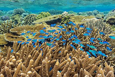 A myriad of hard and soft corals, as well as tropical reef fish at Vatu-I-Ra Conservation Park on Viti Levu, Fiji, South Pacific, Pacific