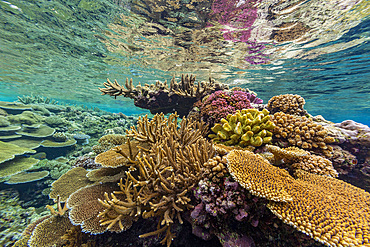 A myriad of hard and soft corals at Vatu-I-Ra Conservation Park on Viti Levu, Fiji, South Pacific, Pacific