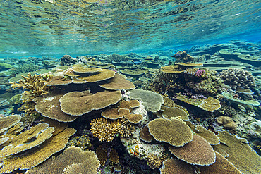 A myriad of hard and soft corals, as well as tropical reef fish at Vatu-I-Ra Conservation Park on Viti Levu, Fiji.