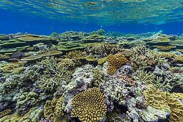 A myriad of hard and soft corals, as well as tropical reef fish at Vatu-I-Ra Conservation Park on Viti Levu, Fiji.