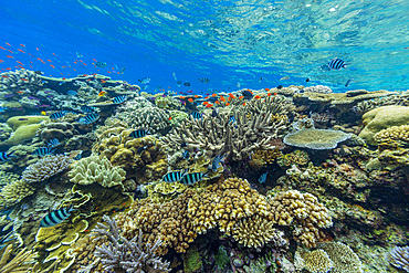 A myriad of hard and soft corals, as well as tropical reef fish at Vatu-I-Ra Conservation Park on Viti Levu, Fiji.